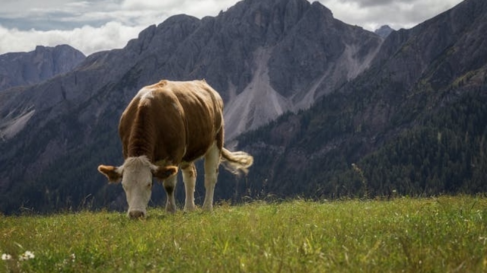 Riset: Kampanye Anti Daging Merah Tak Efektif Populerkan Gaya Hidup Berkelanjutan Riset: Kampanye Anti Daging Merah Tak Efektif Populerkan Gaya Hidup Berkelanjutan