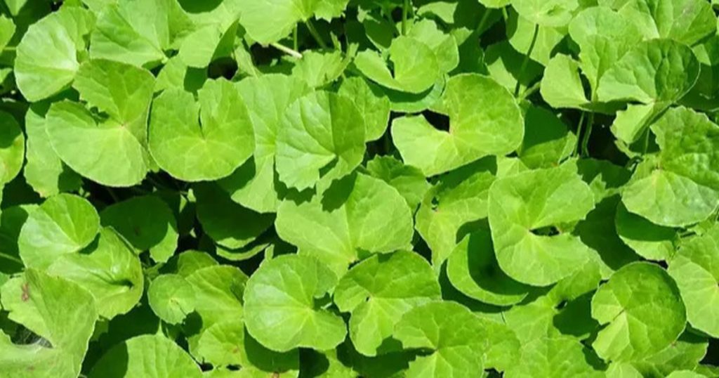 Khasiat Centella Asiatica dan Cara Pengolahannya, Daun Pegagan Bermanfaat untuk Kesehatan Kulit serta Fungsi Otak