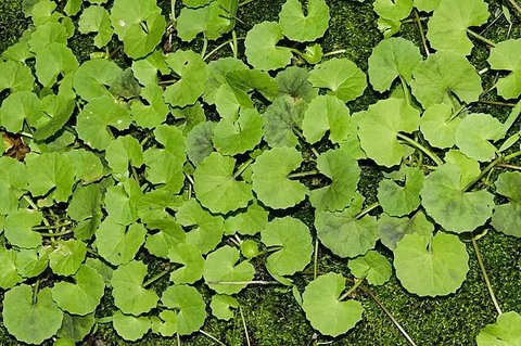 Khasiat Centella Asiatica dan Cara Pengolahannya, Daun Pegagan Bermanfaat untuk Kesehatan Kulit serta Fungsi Otak