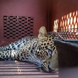 Macan Tutul yang Masuk ke Hotel Berhasil Dievakuasi