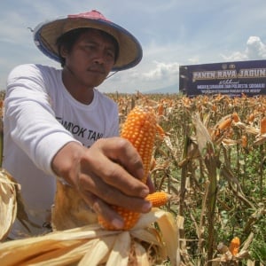 Sidoarjo Panen Raya Jagung